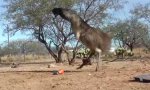 Straußen und Emus vs Weasel Ball