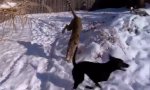 Gepard und Hund im Schnee