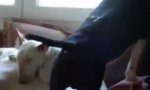 Lustiges Video - Die Bremer Stadt-Bullterrier