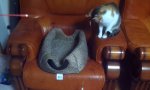 Lustiges Video : Wenn Katzen lässig Katzen trollen