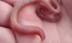 Lustiges Video : Blutwurm zeigt sein wahres Gesicht