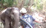 Lustiges Video - Elefant mit Groove