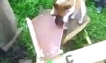 Funny Video : Der Katapult Hund