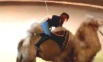 Lustiges Video : Kamelreiten im Zirkus
