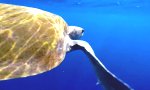 Rettung einer Riesenschildkröte
