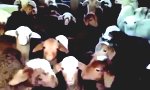 Funny Video : Mähhh
