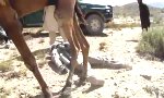 Funny Video - Kamele mögen keine Soldaten