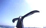 Lustiges Video - Wal sagt mal guten Tag