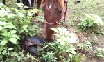 Funny Video : Neugieriges Pferd gegen Schildkröte