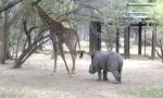 Nashorn vs Giraffe
