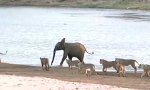 Funny Video : Junger Elefant vs 14 Löwen