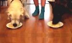 Funny Video - Spaghetti Wettessen zwischen Hunden