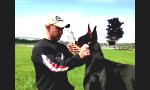 Smarter Dobermann