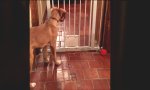 Funny Video - Hundini