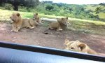 Löwe sucht Mitfahrgelegenheit