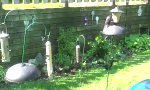 Movie : Die Squirrel-Taktik