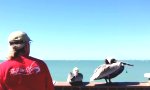 Funny Video : Pelikan von Angelleine befreien