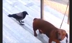 Lustiges Video - Krähe trollt Dackel