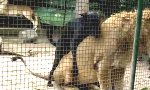 Funny Video : Löwenliebe
