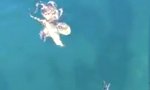 Funny Video : Oktopus auf Krabbenjagd