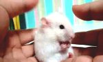 Movie : Maus