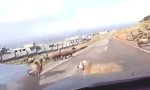 Funny Video - Zwei Rammböcke auf der Straße