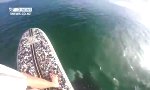 Begegnung mit einem Killerwal