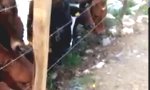 Lustiges Video - Bull-Dogge