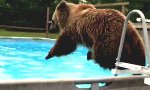 Lustiges Video : Braunbär geht Schwimmen