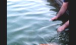 Funny Video : Streichelfisch