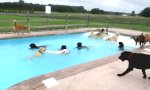 Movie : Tierische Poolparty