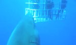 Funny Video : Größter weißer Hai auf Film