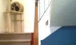 Lustiges Video : Rutschpartie für den Papagei