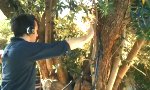 Movie : Baum als Musikinstrument