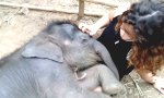 Lustiges Video : Die Elefantenflüsterin