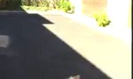 Lustiges Video : Vierbeiniger Chauffeur