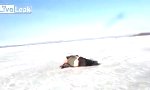 Funny Video : Wal beim Eisangeln