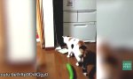 Katzen vs Gurken