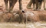 Lustiges Video : Elefantenbaby mit kleinem Problem