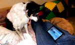 Funny Video : Alter Hund mit neuem Tablet