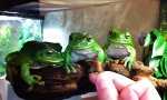 Funny Video : Three Frogs, One Cricket