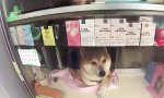 Funny Video : Seltsamer Ladenhüter in Tokio