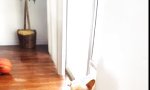 Lustiges Video : Schuldgefühle in Doggy Style