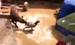Movie : Hund schlichtet Hahnenkampf