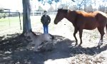 Lustiges Video : Niesendes Pferdebaby