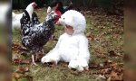 Funny Video : Ein weißes Schaf unter Hühnern
