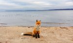 Movie : Fuchs am Strand                 
