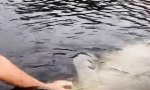 Lustiges Video : Mein Freund, die Seekuh