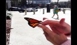 Funny Video : Erster Flug des Schmetterlings
