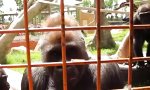 Lustiges Video - Krabbelndes Entertainment für Gorillas